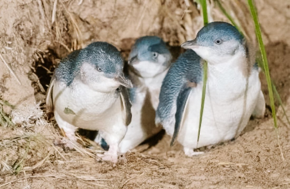 penguin tours bruny island